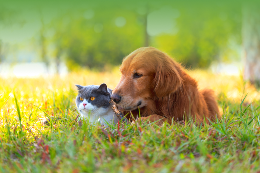 Image of Dog and Cat Laying in Grass Together