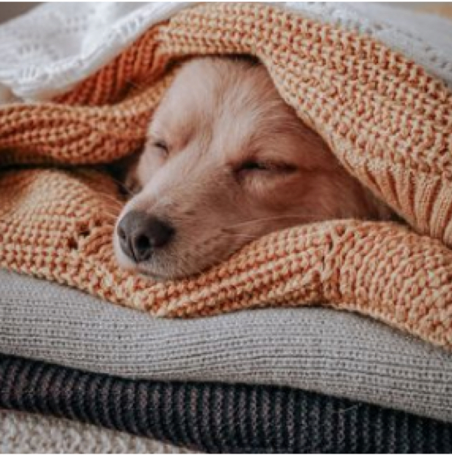 Sleeping Dog Image
